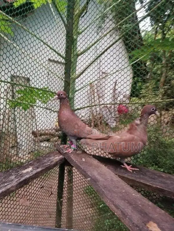 Pigeon