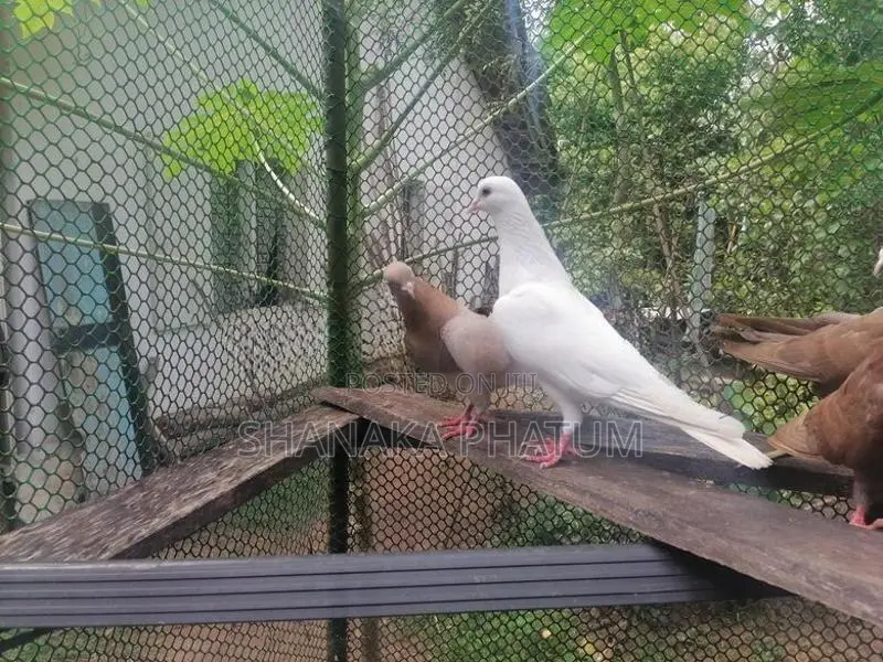 Pigeon