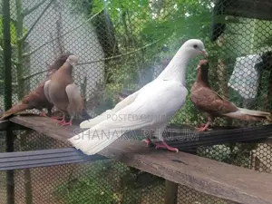 Pigeon