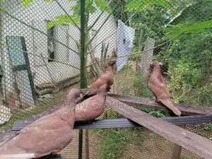 Pigeon