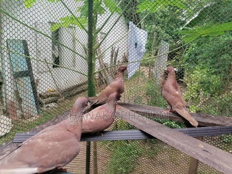 Pigeon