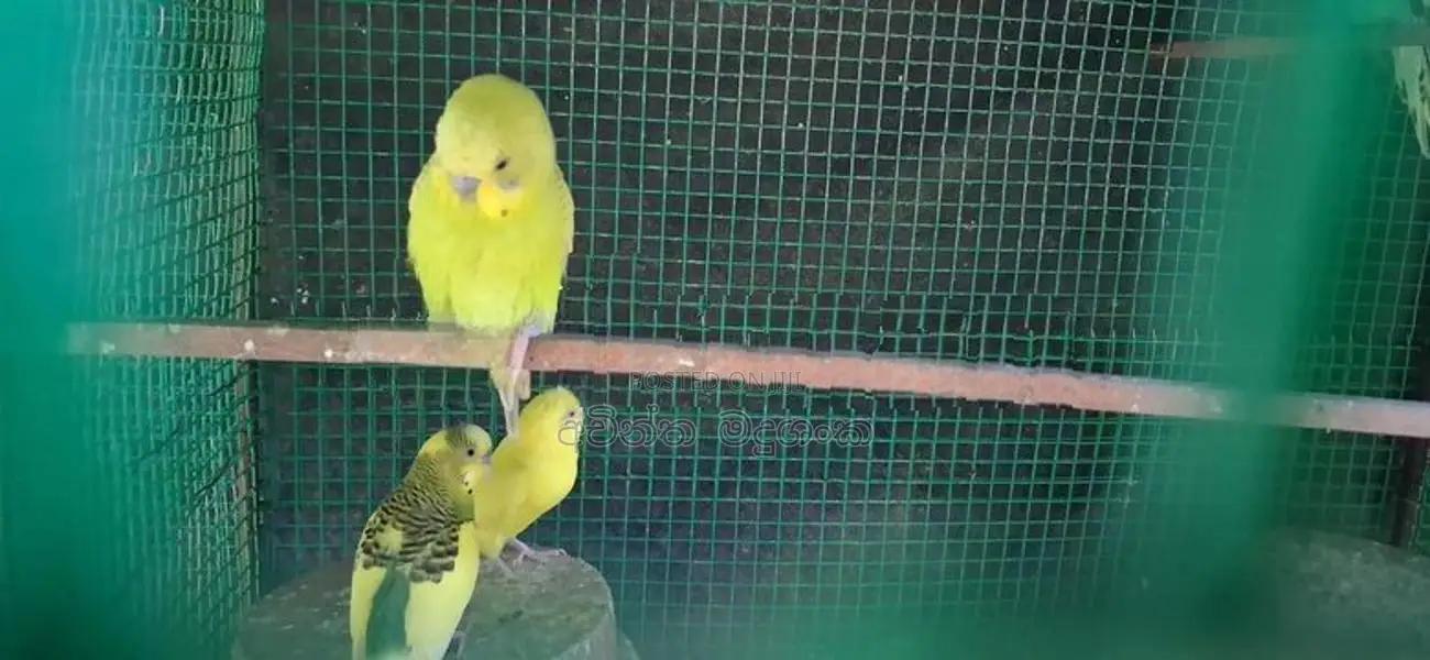 ලව්බර්ඩ්