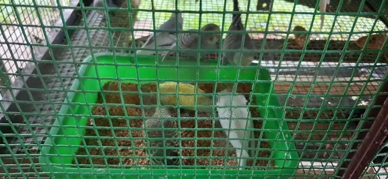 ලව්බර්ඩ්