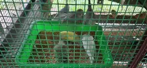 ලව්බර්ඩ්