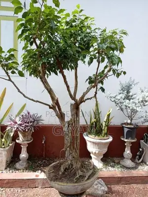 Bonsai Tree