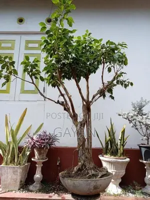 Bonsai Tree