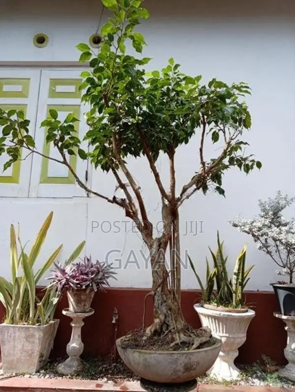 Bonsai Tree
