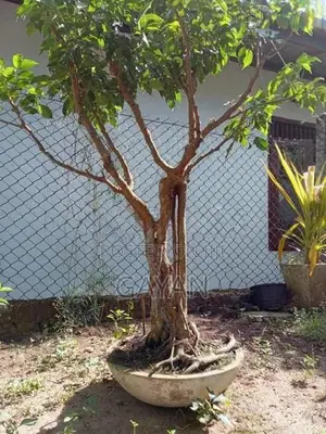 Bonsai Tree
