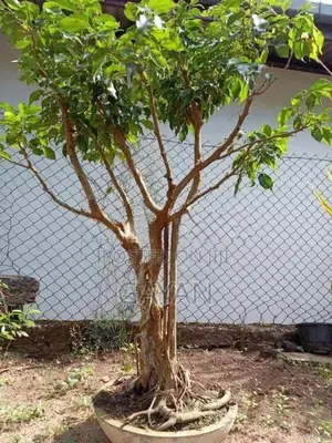 Bonsai Tree