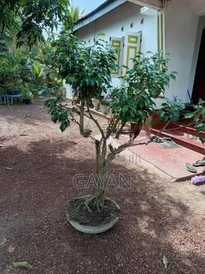 Bonsai Tree