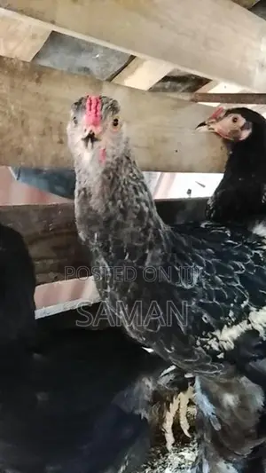 බ්‍රාමා කුකුළන්