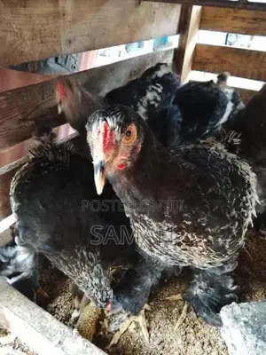 බ්‍රාමා කුකුළන්