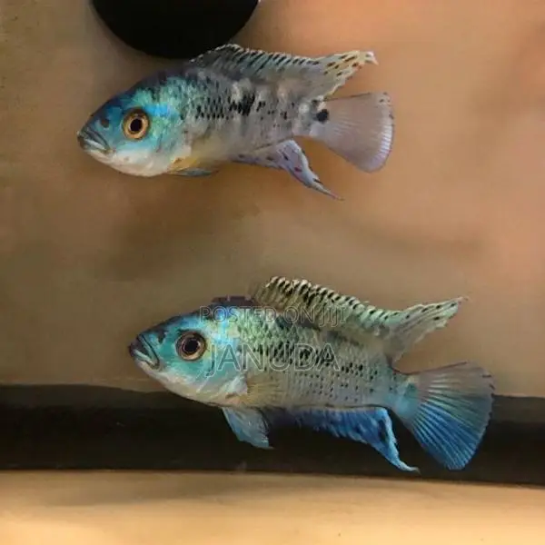 Electric Blue Jack Dempsy