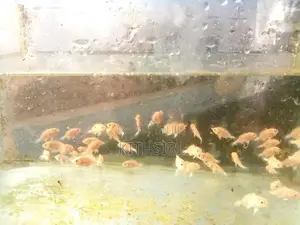 Oscar Fish