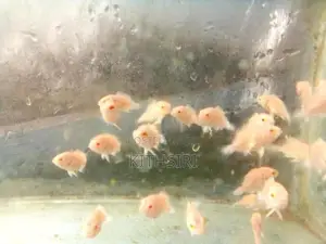 Oscar Fish