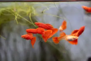 Albino Full Red Guppy
