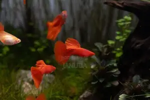 Albino Full Red Guppy