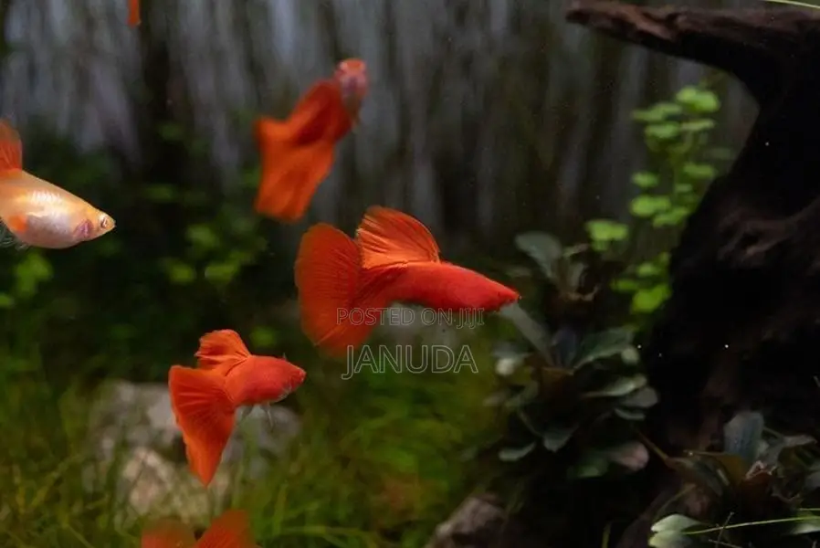 Albino Full Red Guppy