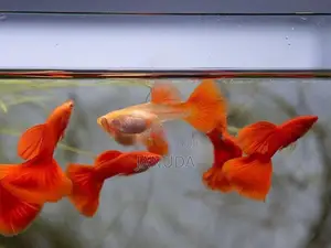 Albino Full Red Guppy