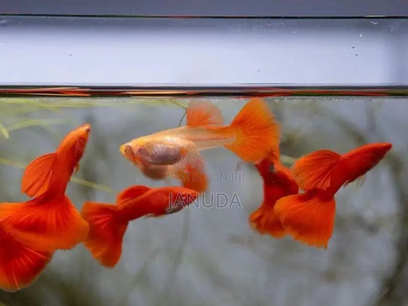 Albino Full Red Guppy