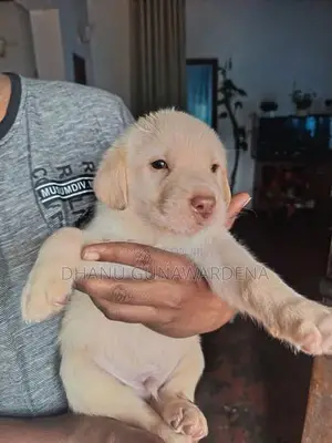 Labrador Retriever