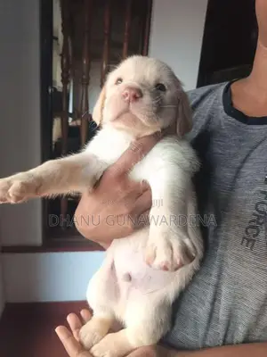 Labrador Retriever