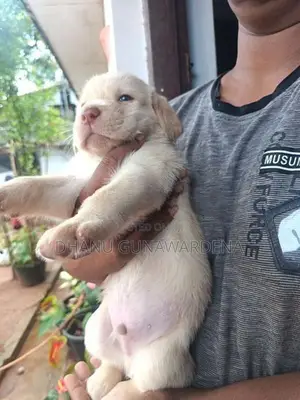 Labrador Retriever