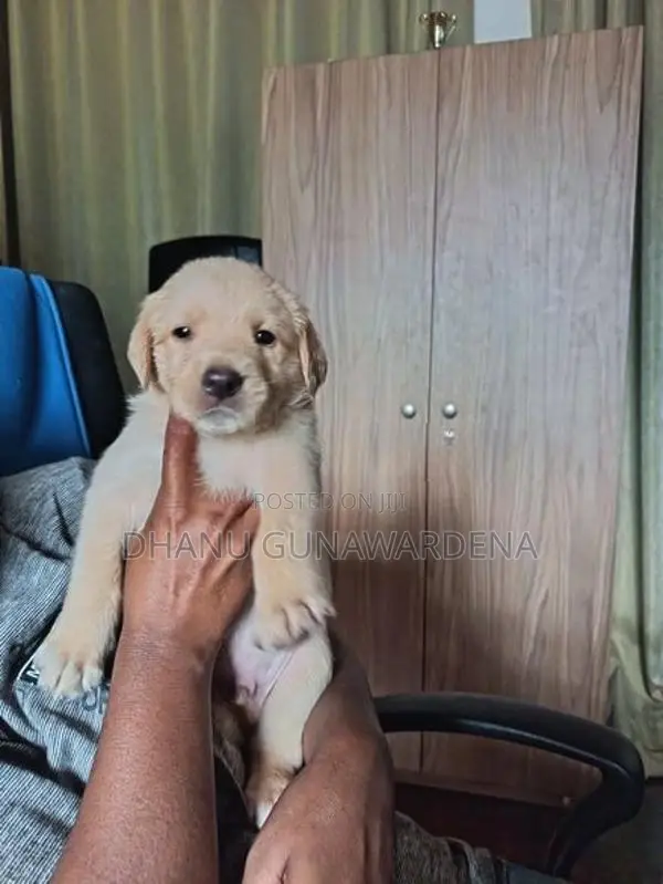 Labrador Retriever