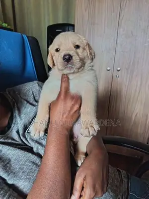 Labrador Retriever