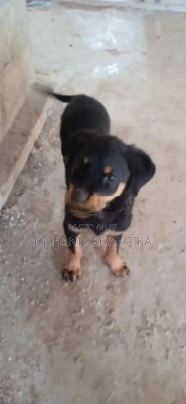 සුරතල් Rotweiler ගැහැනු සතෙකු ඇත.