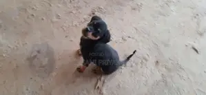 සුරතල් Rotweiler ගැහැනු සතෙකු ඇත.