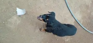 සුරතල් Rotweiler ගැහැනු සතෙකු ඇත.