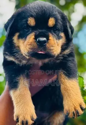 Rottweiler Puppies