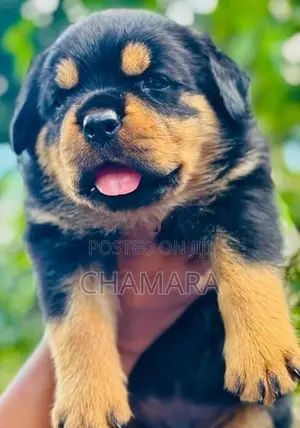 Rottweiler Puppies