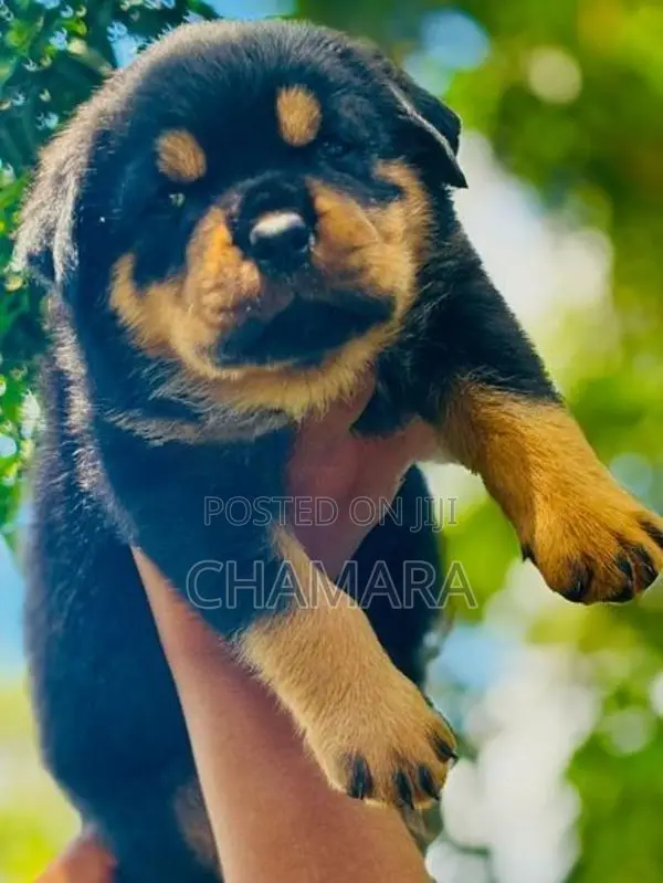 Rottweiler Puppies