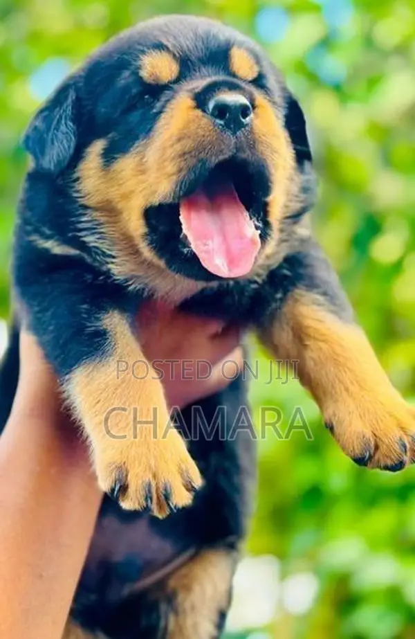 Rottweiler Puppies