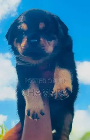 Rottweiler Puppies