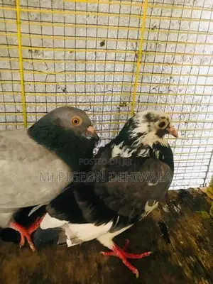 Pigeons