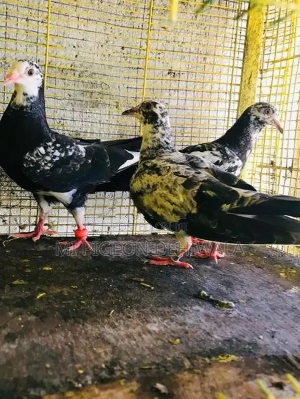 Pigeons