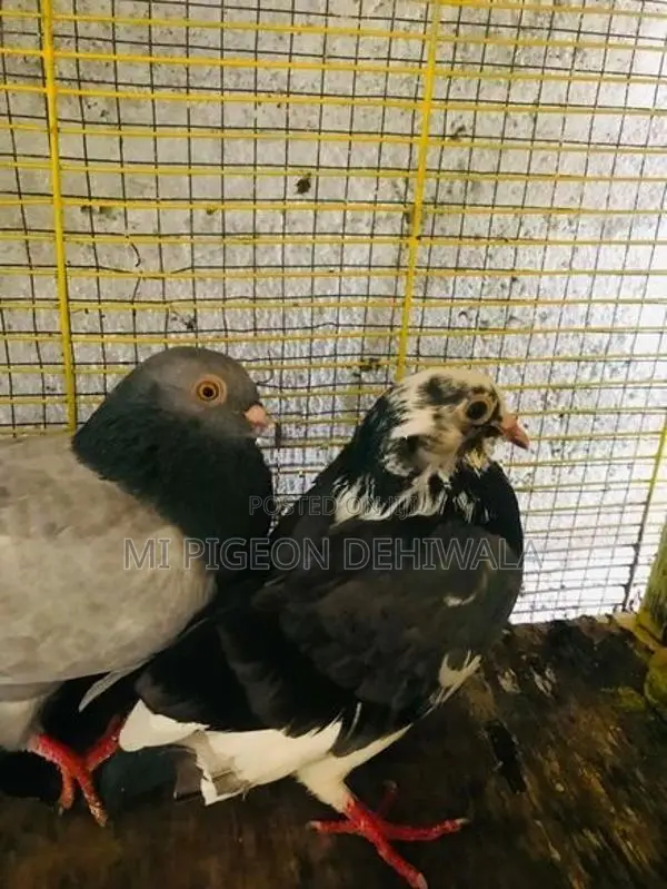 Pigeons
