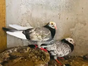 Pigeons