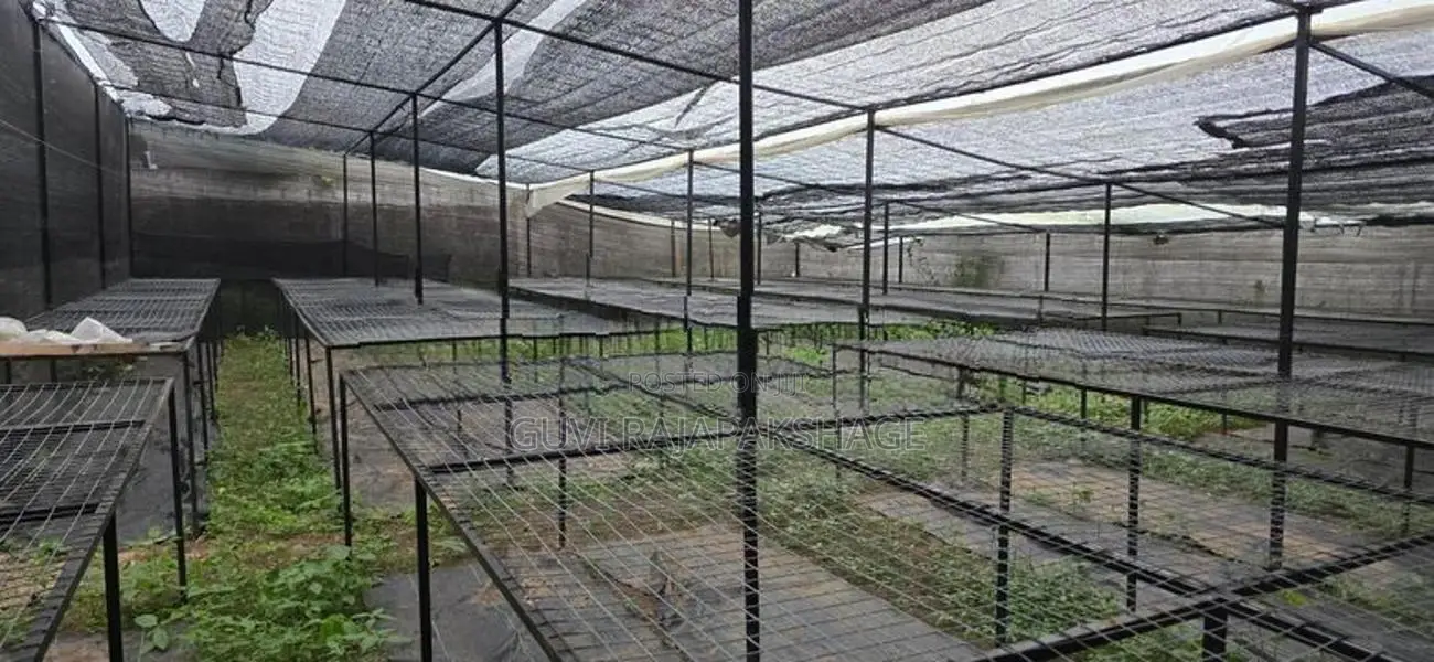 නෙට් හවුස් එකක්