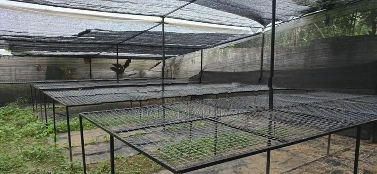 නෙට් හවුස් එකක්