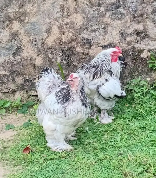 Brahma Chicken