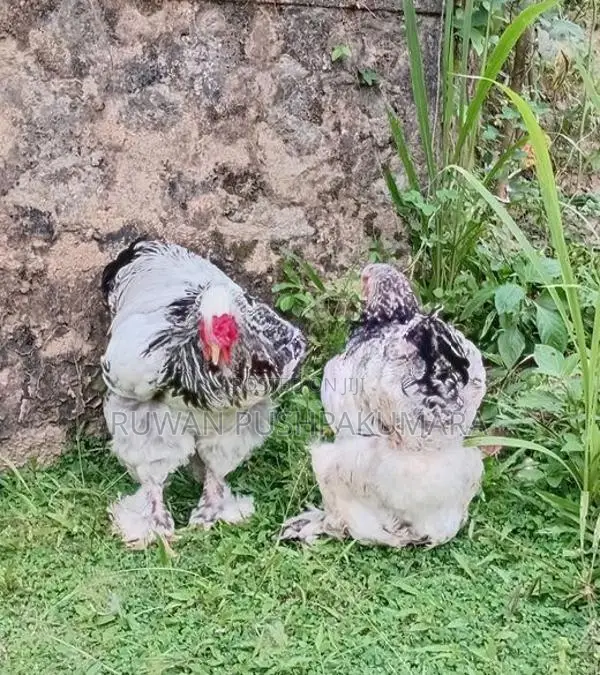 Brahma Chicken
