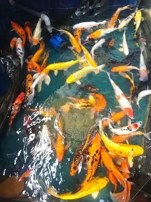 Koi Fish