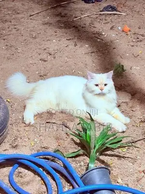Pure Persian Male Cat