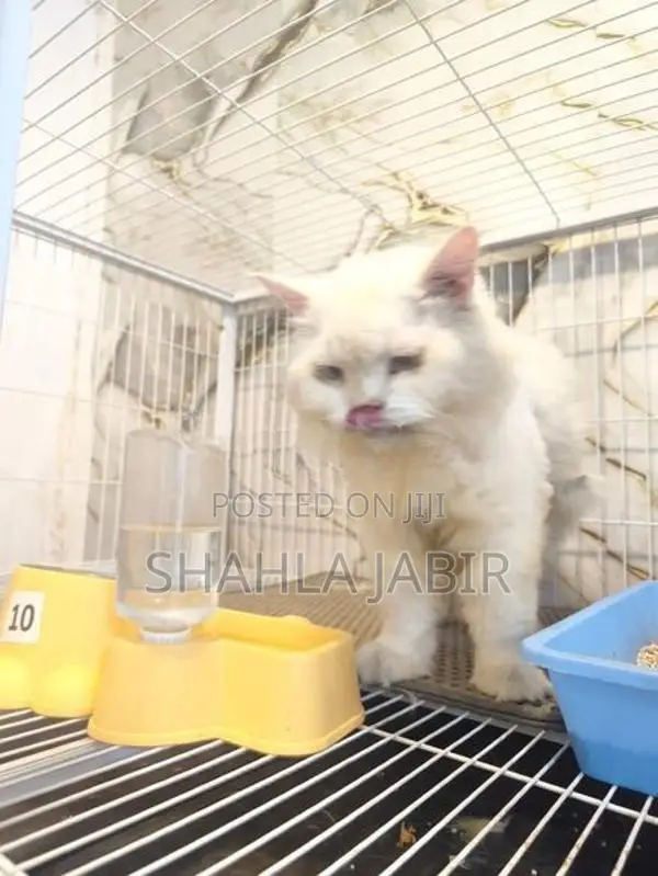 Pure Persian Male Cat