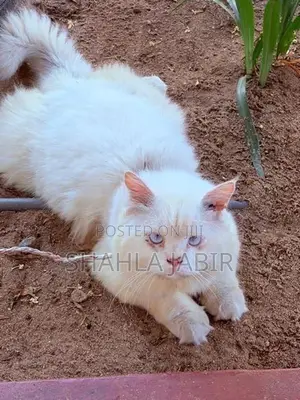 Pure Persian Male Cat