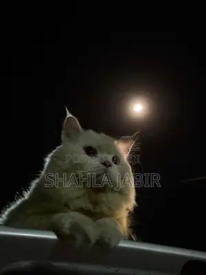 Pure Persian Male Cat